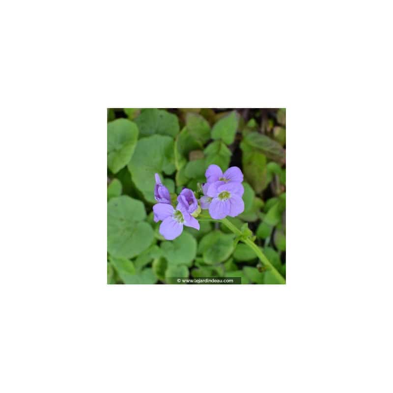 CARDAMINE raphanifolia CARDAMINE raphanifolia