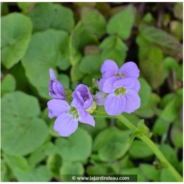 CARDAMINE raphanifolia - Cardamine radis, cardamine à feuilles larges