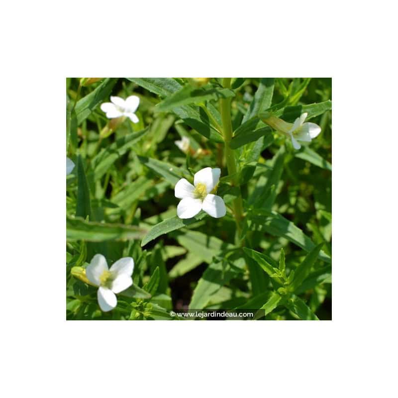 GRATIOLA officinalis GRATIOLA officinalis