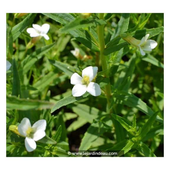 GRATIOLA officinalis