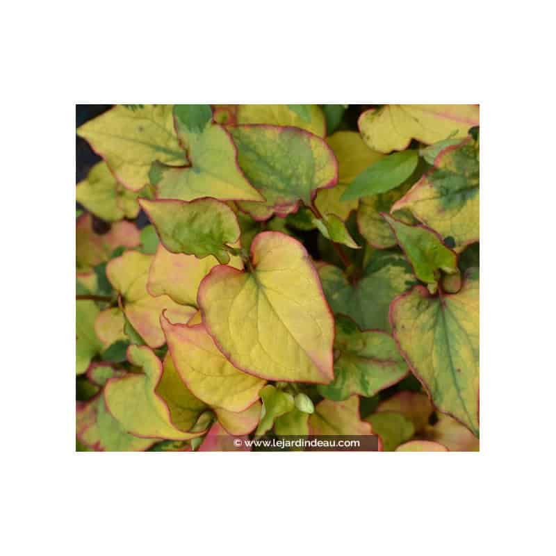 HOUTTUYNIA cordata 'Joker's Gold' HOUTTUYNIA cordata 'Joker's Gold'