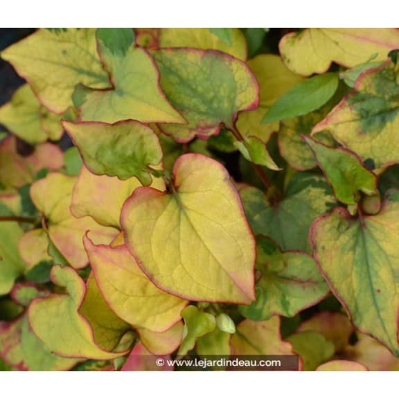 HOUTTUYNIA cordata 'Joker's Gold'