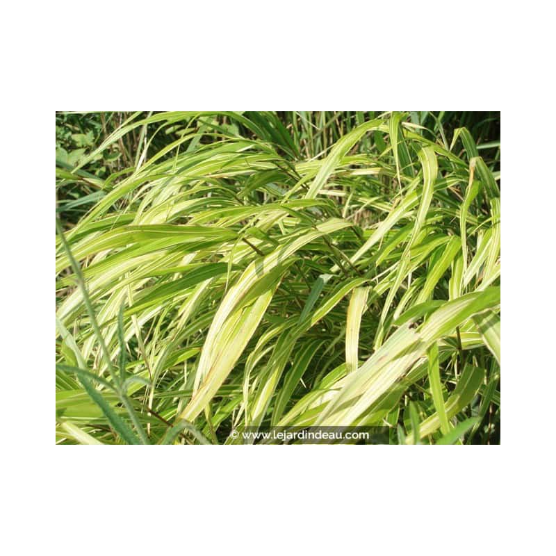 HAKONECHLOA macra 'Albostriata' HAKONECHLOA macra 'Albostriata'