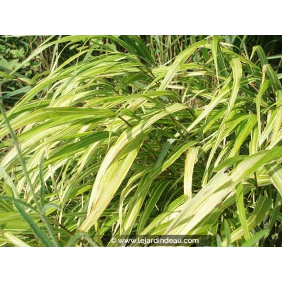 HAKONECHLOA macra 'Albostriata'
