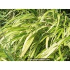 HAKONECHLOA macra 'Albostriata' HAKONECHLOA macra 'Albostriata'