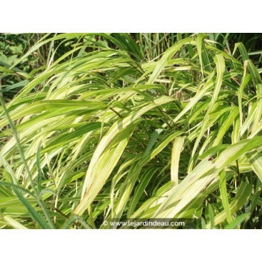 HAKONECHLOA macra \'Albostriata\' - Herbe du Japon