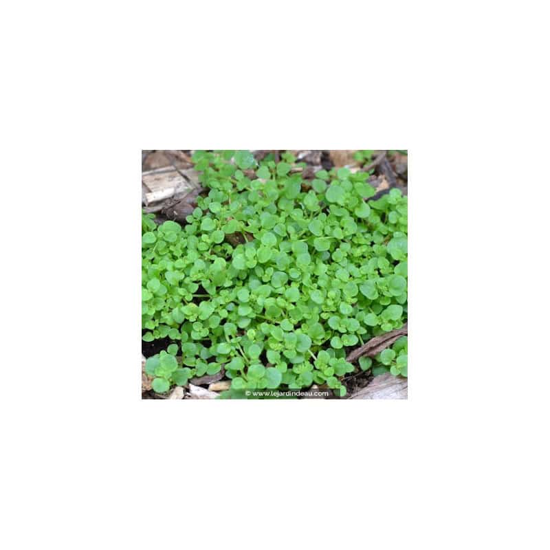 SOLEIROLIA soleirolii SOLEIROLIA soleirolii