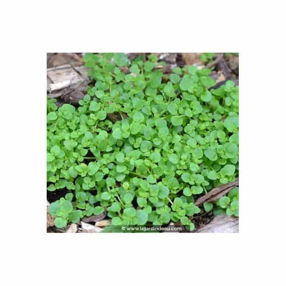 SOLEIROLIA soleirolii
