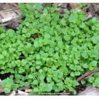 SOLEIROLIA soleirolii SOLEIROLIA soleirolii