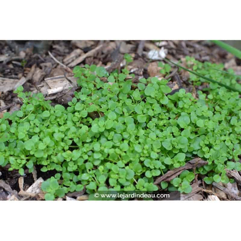 SOLEIROLIA soleirolii SOLEIROLIA soleirolii