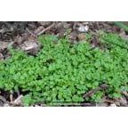 SOLEIROLIA soleirolii SOLEIROLIA soleirolii