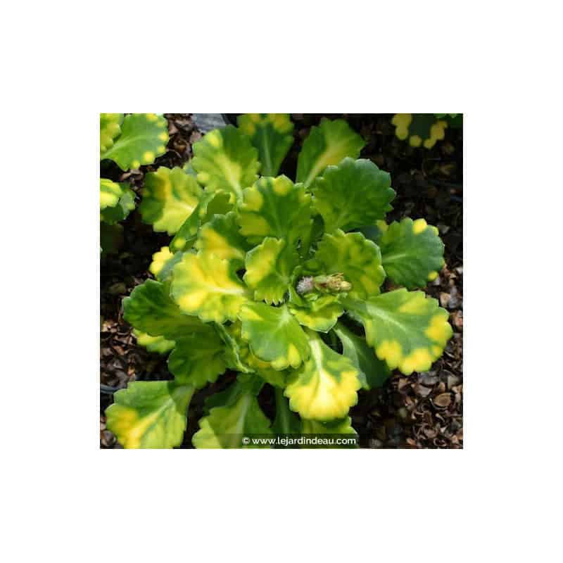 SAXIFRAGA x urbium 'Aureopunctata' SAXIFRAGA x urbium 'Aureopunctata'