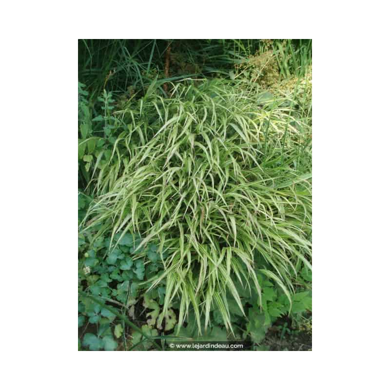 HAKONECHLOA macra 'Albostriata' HAKONECHLOA macra 'Albostriata'