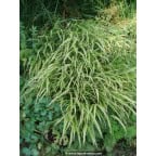 HAKONECHLOA macra 'Albostriata' HAKONECHLOA macra 'Albostriata'