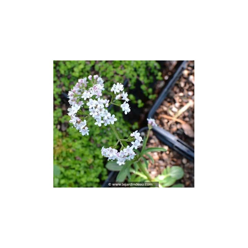 Valeriana dioica Valeriana dioica