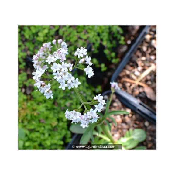 Valeriana dioica