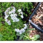 Valeriana dioica Valeriana dioica