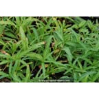 PERSICARIA amphibia PERSICARIA amphibia