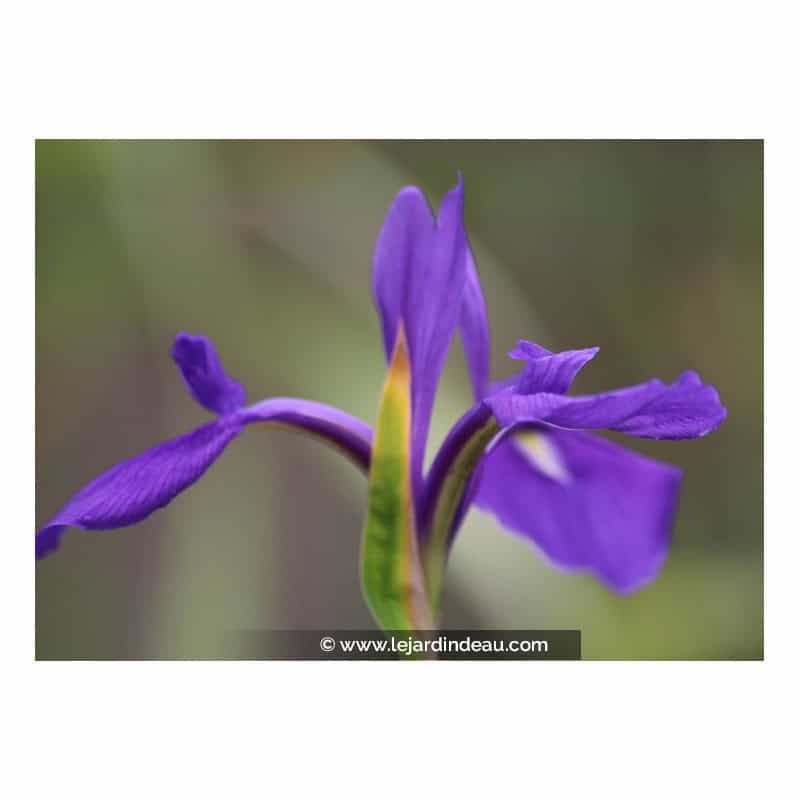 IRIS laevigata IRIS laevigata