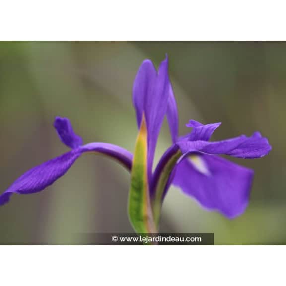 IRIS laevigata