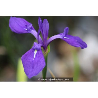 IRIS laevigata - Iris des rives, Iris des marais japonais