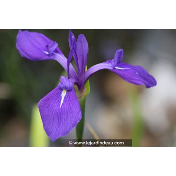 IRIS laevigata