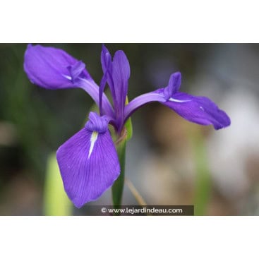 IRIS laevigata - Iris des rives, Iris des marais japonais