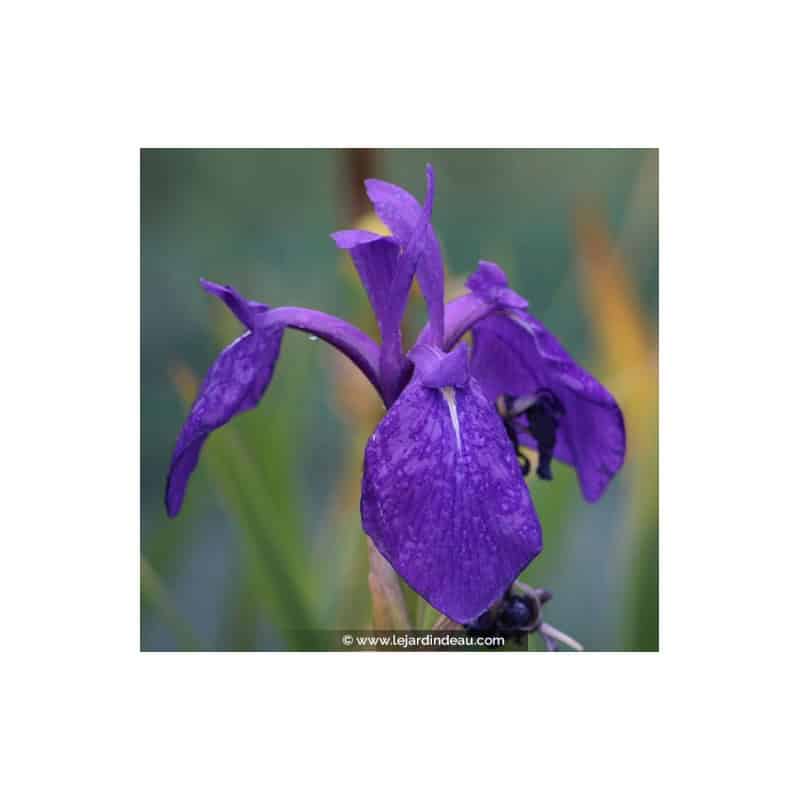 IRIS laevigata IRIS laevigata