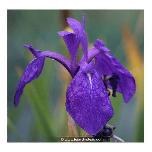 IRIS laevigata