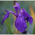 IRIS laevigata IRIS laevigata