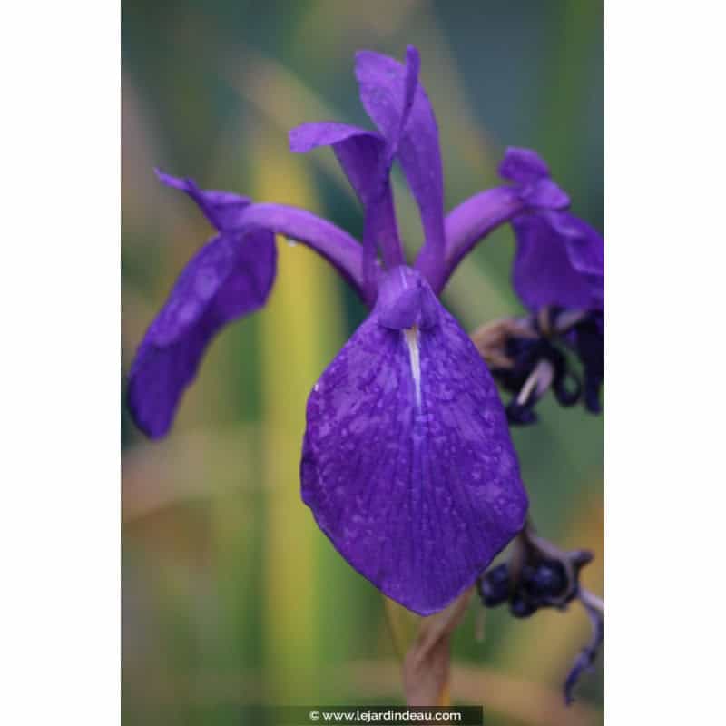 IRIS laevigata IRIS laevigata
