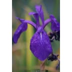 IRIS laevigata IRIS laevigata