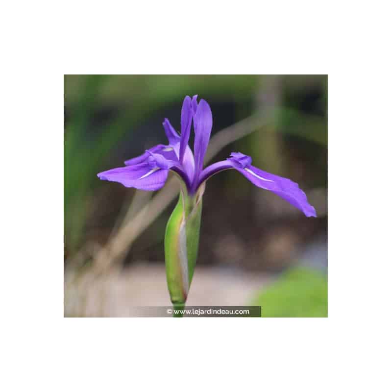 IRIS laevigata IRIS laevigata