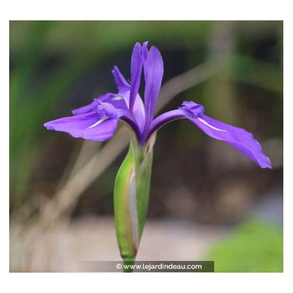 IRIS laevigata