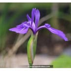 IRIS laevigata IRIS laevigata
