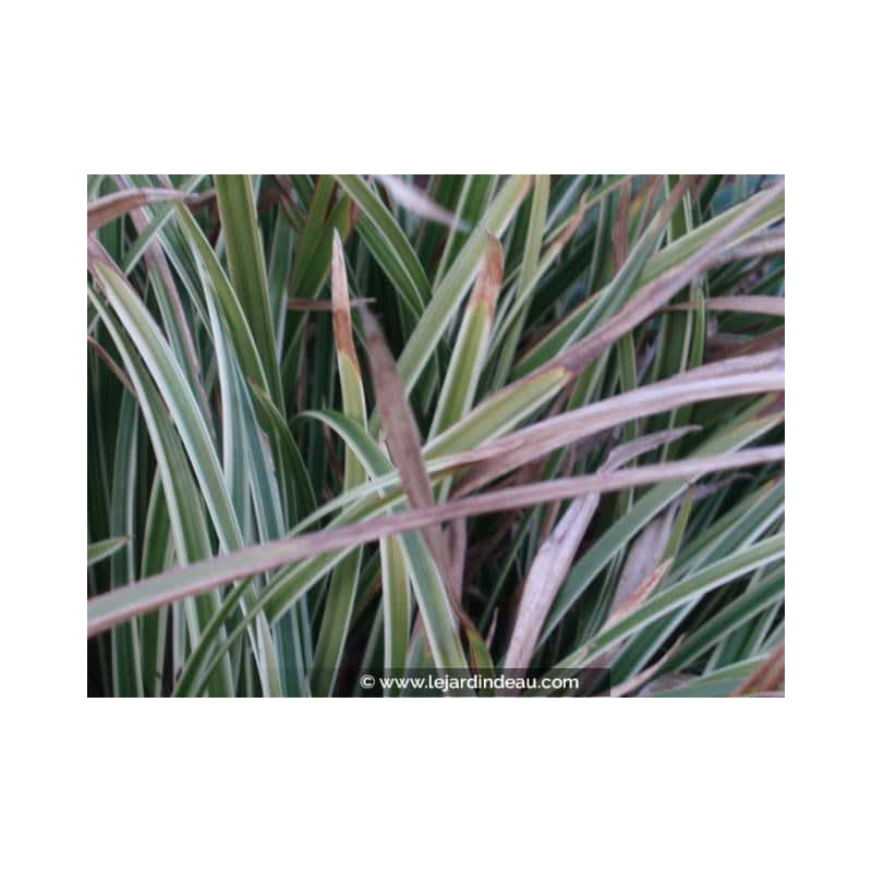 CAREX morrowii 'Ice Dance' CAREX morrowii 'Ice Dance'