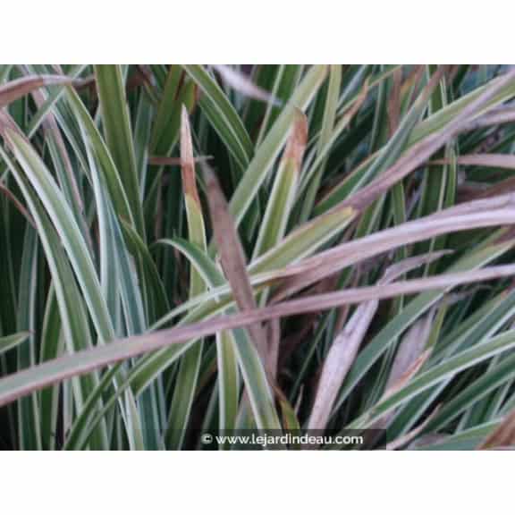 CAREX morrowii 'Ice Dance'