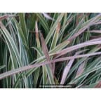 CAREX morrowii 'Ice Dance' CAREX morrowii 'Ice Dance'