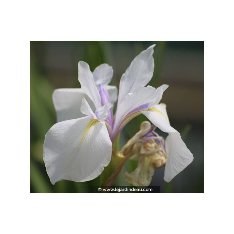 IRIS laevigata 'Snowdrift' IRIS laevigata 'Snowdrift'