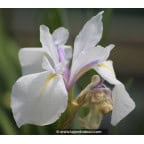 IRIS laevigata 'Snowdrift' IRIS laevigata 'Snowdrift'