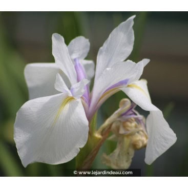 IRIS laevigata \'Snowdrift\' - Iris des rives, Iris des marais japonais