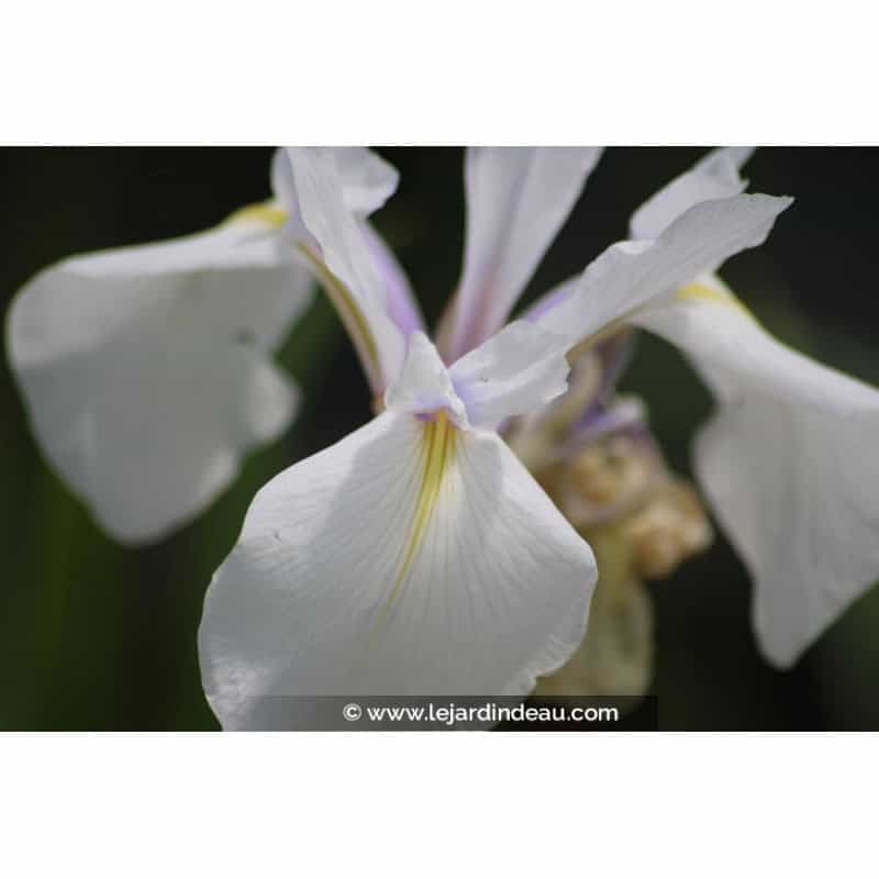 IRIS laevigata 'Snowdrift' IRIS laevigata 'Snowdrift'