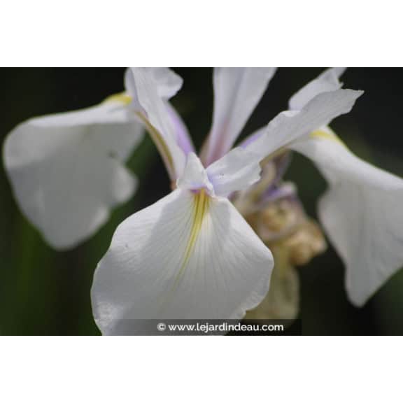 IRIS laevigata 'Snowdrift'