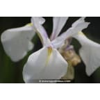 IRIS laevigata 'Snowdrift' IRIS laevigata 'Snowdrift'
