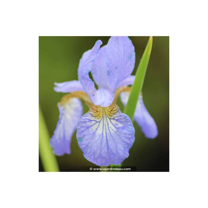 IRIS sibirica 'Perry's Blue' IRIS sibirica 'Perry's Blue'