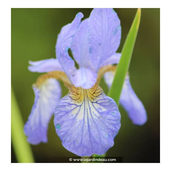 IRIS sibirica 'Perry's Blue'