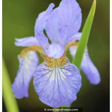IRIS sibirica \'Perry\'s Blue\' - Iris de Sibérie \'Perry\'s Blue\'