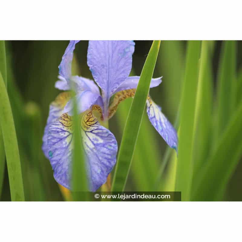 IRIS sibirica 'Perry's Blue' IRIS sibirica 'Perry's Blue'