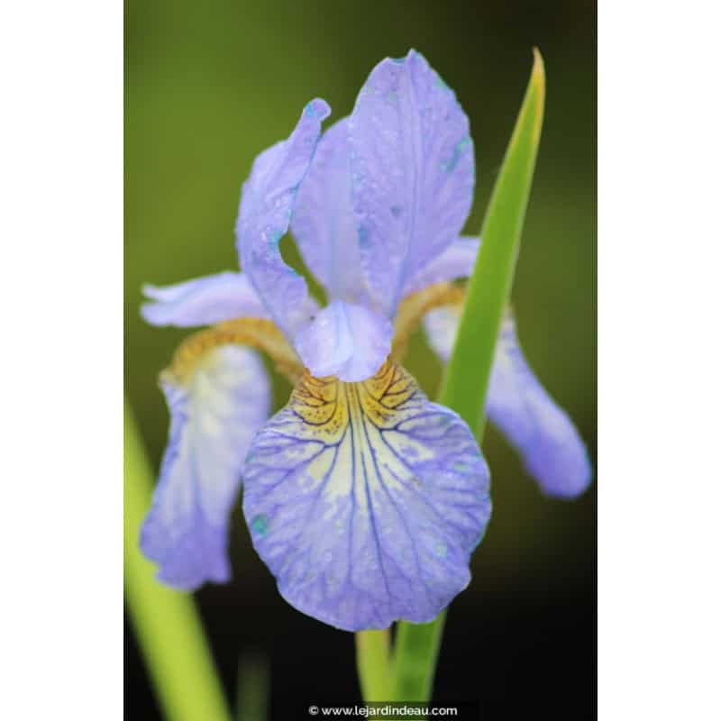 IRIS sibirica 'Perry's Blue' IRIS sibirica 'Perry's Blue'