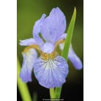 IRIS sibirica 'Perry's Blue' IRIS sibirica 'Perry's Blue'